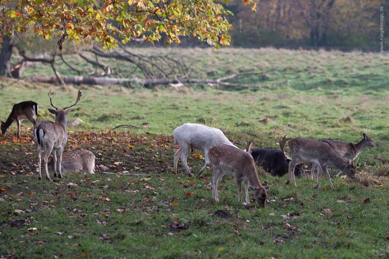 Wildgehege Putbus