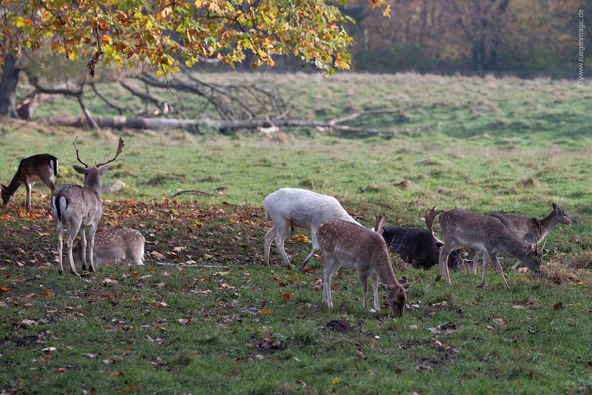 Wildgehege Putbus